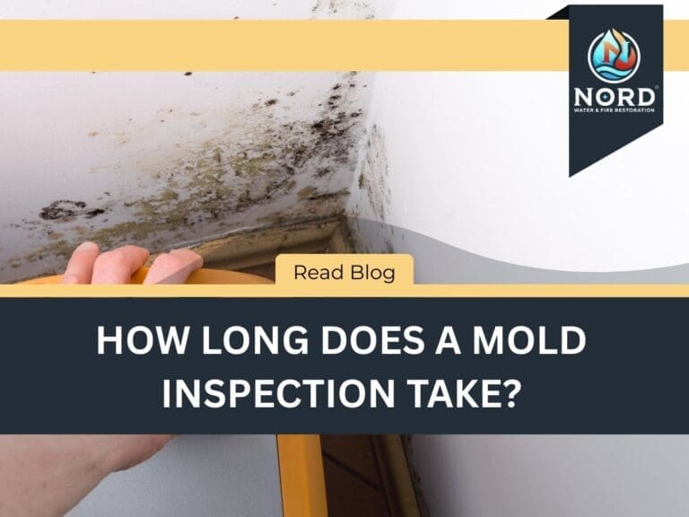 How Long Does a Mold Inspection Take?